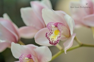 Winter Orchid 2 copy
