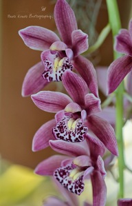 Winter Orchid 5 copy